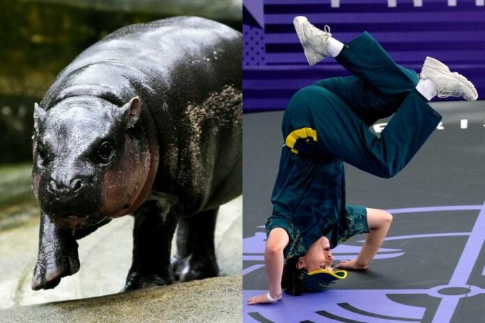 Baby hippo Moo Deng and Australian Olympic break dancer Raygun.