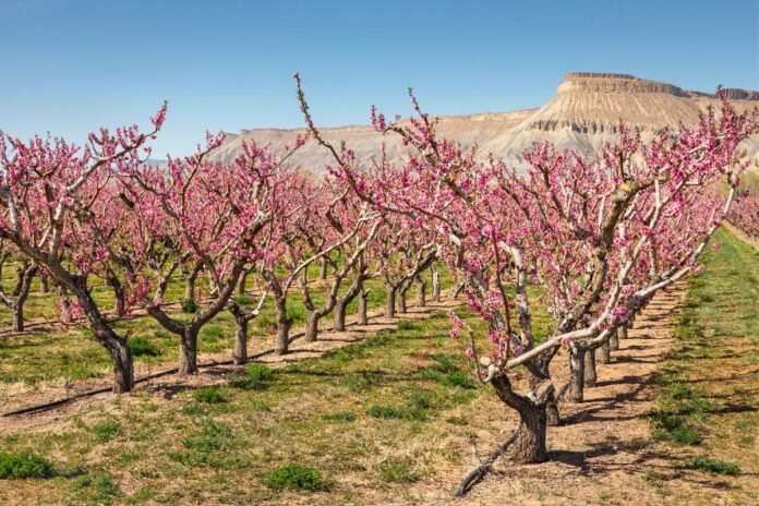 Mount Garfield provides a striking backdrop to a blossoming peach orchard in Palisade, Colorado, near Orchard Mesa.