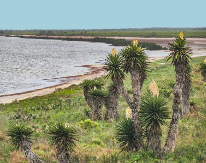 Yuccas in bloom along the Gulf of Mexico coast at the Laguna Atascosa National Wildlife Refuge near San Benito, Texas.san-benito-tx-gettyimages-941695660